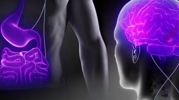 graphic of torso and head showing gut-brain connection